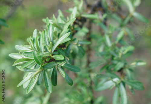 Young green willow branch in focus with the blurred background for your design.