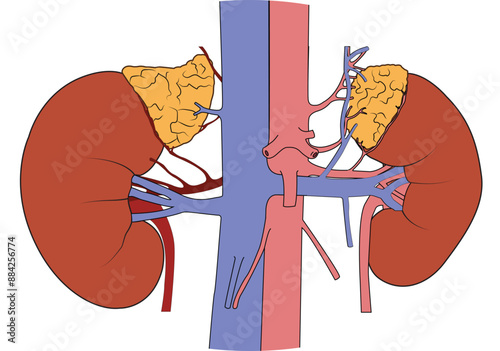 Human kidneys anatomy on white background. Human internal organ icon. Concept of urinary system endocrine system. Vector illustration.