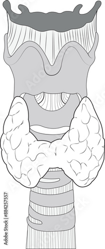 vector illustration of diagram of thyroid gland, Thyroid gland and trachea shown, Human endocrine system. Medical internal organ vector illustration.