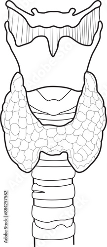 vector illustration of diagram of thyroid gland, Thyroid gland and trachea shown, Human endocrine system. Medical internal organ vector illustration.