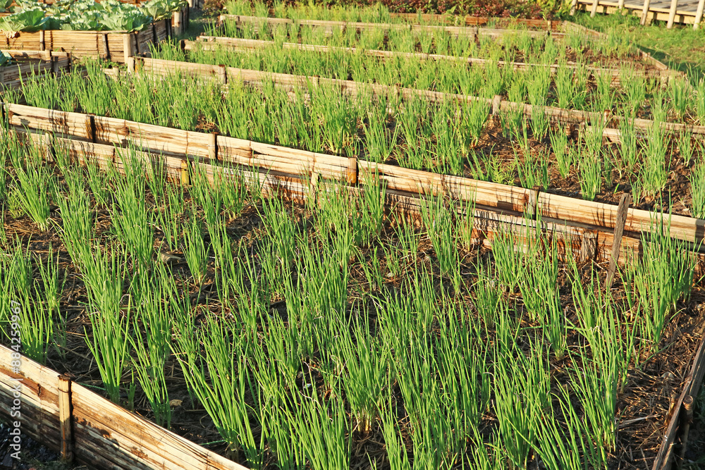 Rows of Chives Growing in the Home-garden Rows of Chives Growing in the Home-garden