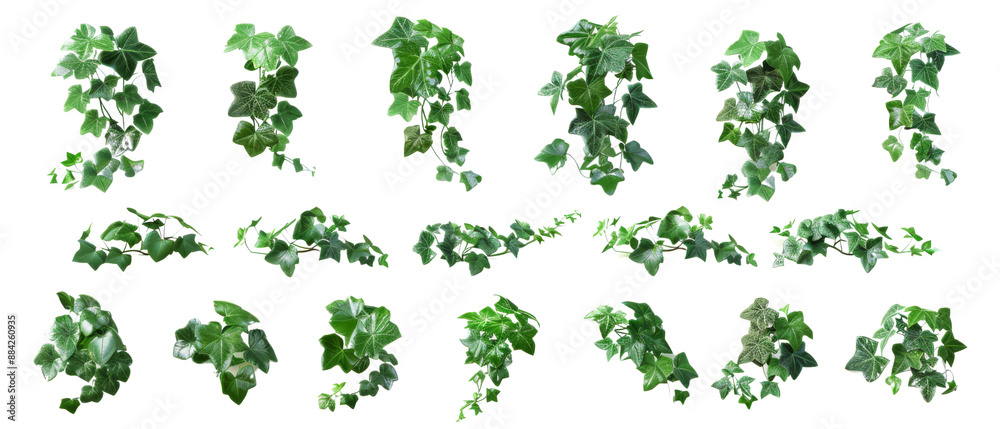 Lush Green Ivy Leaves on Transparent Background - Various Arrangements and Angles Lush Green Ivy Leaves on Transparent Background - Various Arrangements and Angles