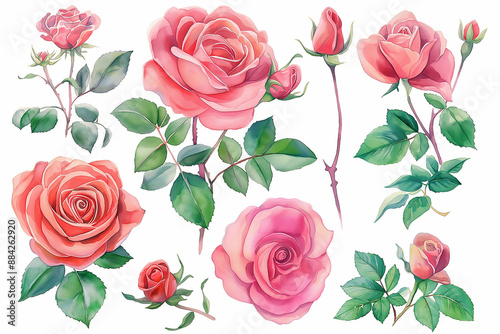Set of watercolor roses. collection garden pink flowers, leaves, branches, Botanic isolated on white background. --ar 3:2