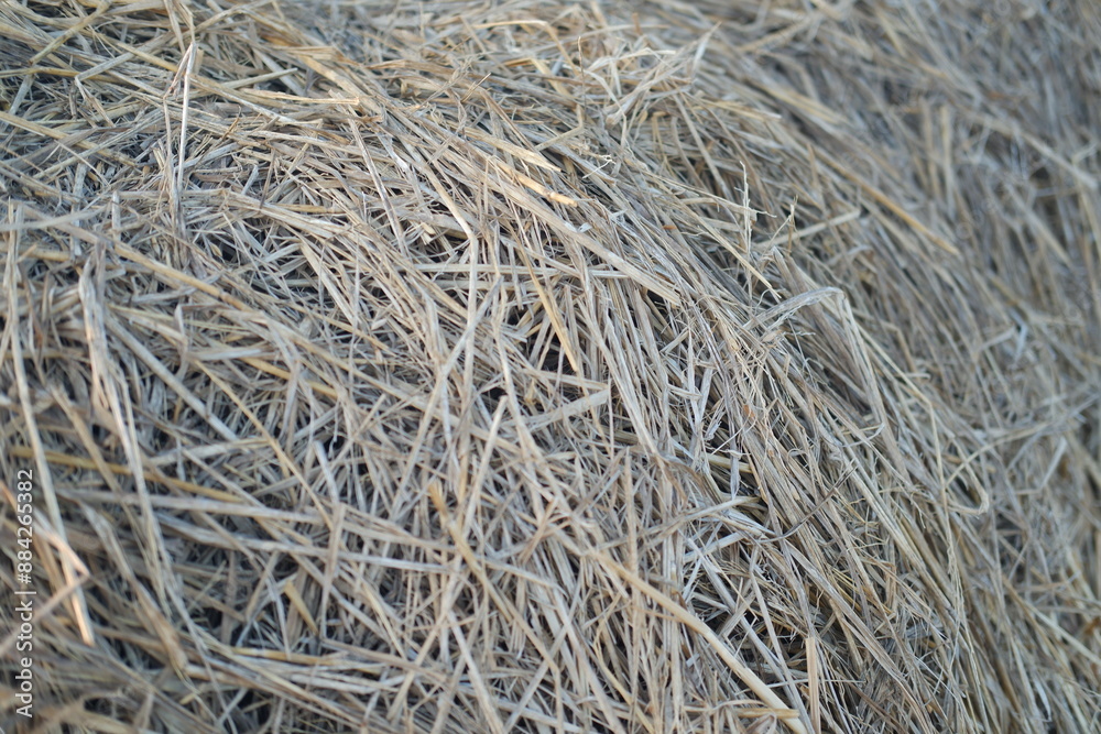 dry grass texture background, close up of dry grass in the field dry grass texture background, close up of dry grass in the field
