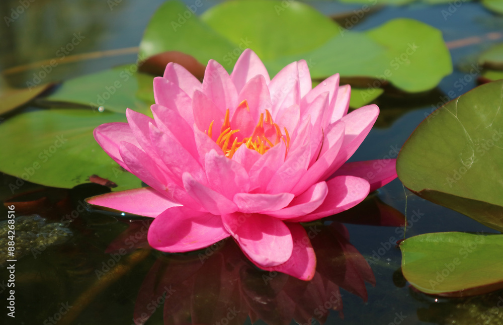 Closeup of a Gorgeous Pink Waterlily Blooming in the Sunlight Closeup of a Gorgeous Pink Waterlily Blooming in the Sunlight
