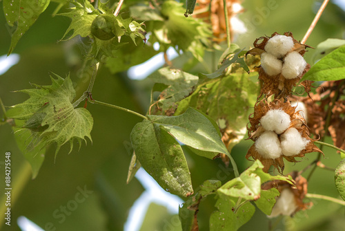 White Gossypium flowers blooming, Gossypium cotton thread material and sleeping pillow photo