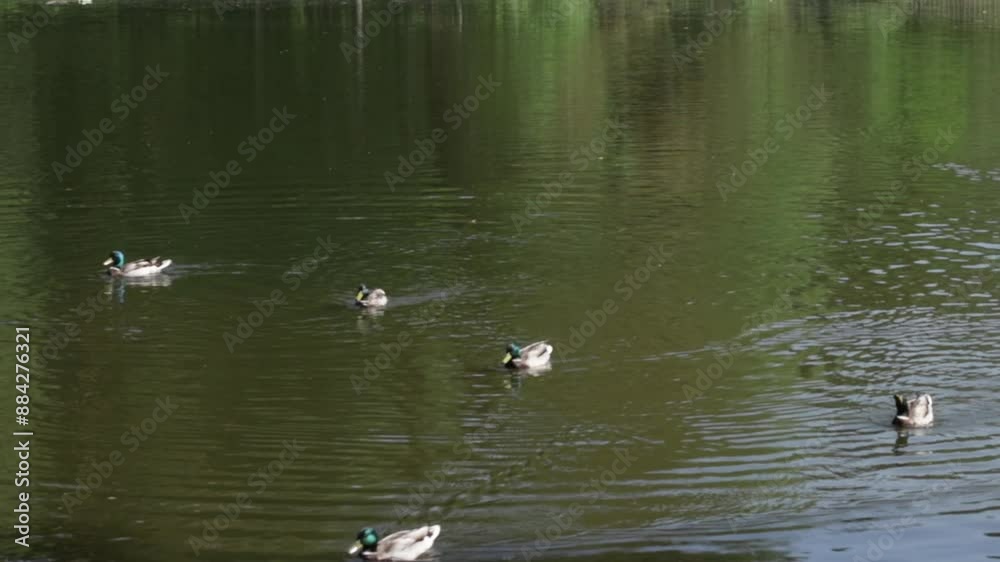 Ducks on the pond, wild birds floating, nature's water animals. Ducks on the pond, wild birds floating, nature's water animals.