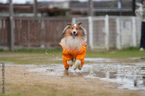 雨の日のシェルティ