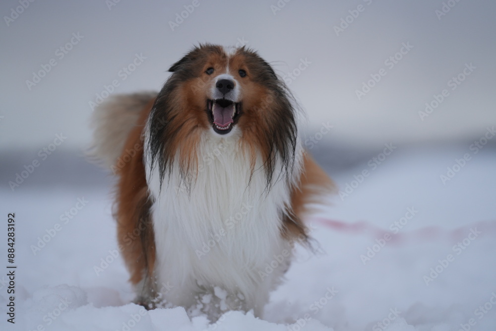 雪上のシェルティ