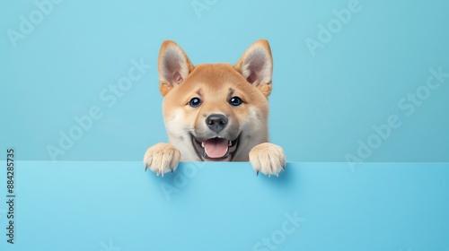 Playful Shiba Inu puppy dog peeking out from behind a blue banner, isolated on a light blue pastel backdrop, with a happy and funny demeanor.