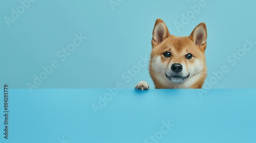 Playful Shiba Inu puppy dog peeking out from behind a blue banner, isolated on a light blue background, with a funny and happy expression.