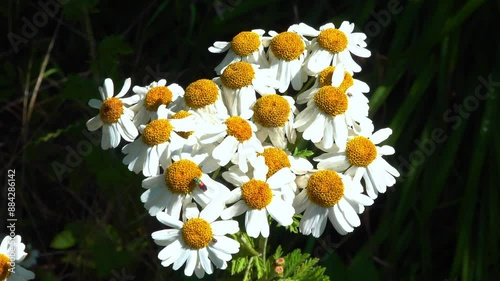 Tanacetum cinerariifolium (Asteraceae) - Beautiful white daisies with yellow centers blooming photo