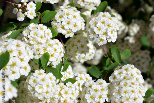 Festive flowering bushes of Spiraea alba, meadowsweet, white meadowsweet, narrowleaf meadowsweet, pale bridewort, or pipestem, with white and bright small flowers against a background of green leaves. photo