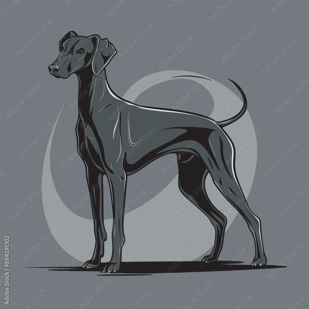 Obraz premium Doberman Pinscher dog vectors.