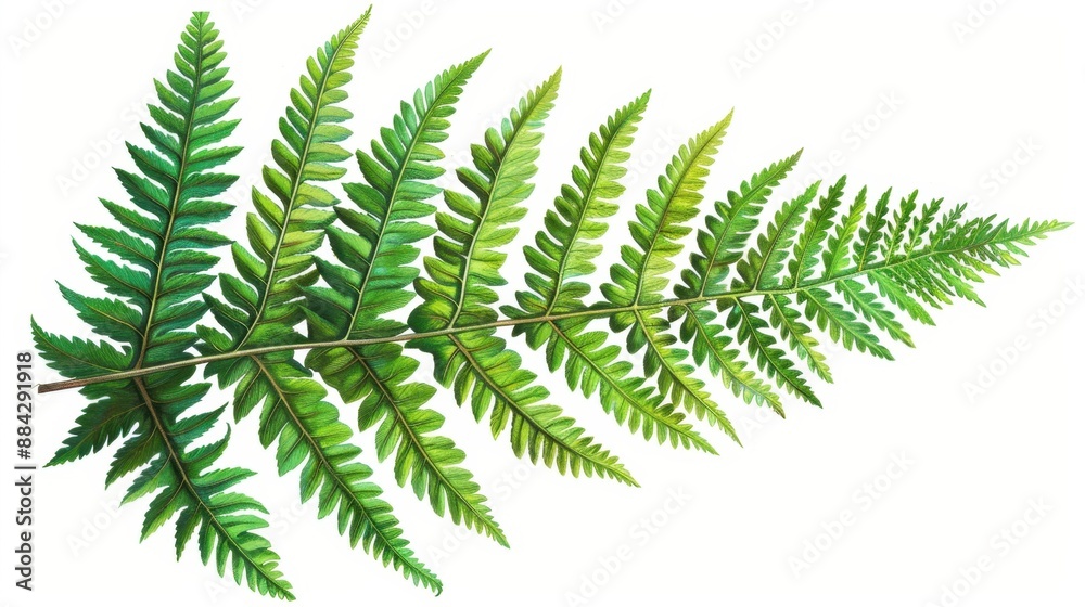 Detailed botanical illustration of a fern leaf, vibrant green hues, intricate veins, no background Detailed botanical illustration of a fern leaf, vibrant green hues, intricate veins, no background