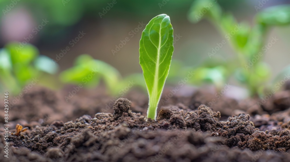 Fototapeta premium Young green plant emerging from rich soil, symbolizing growth and new beginnings.