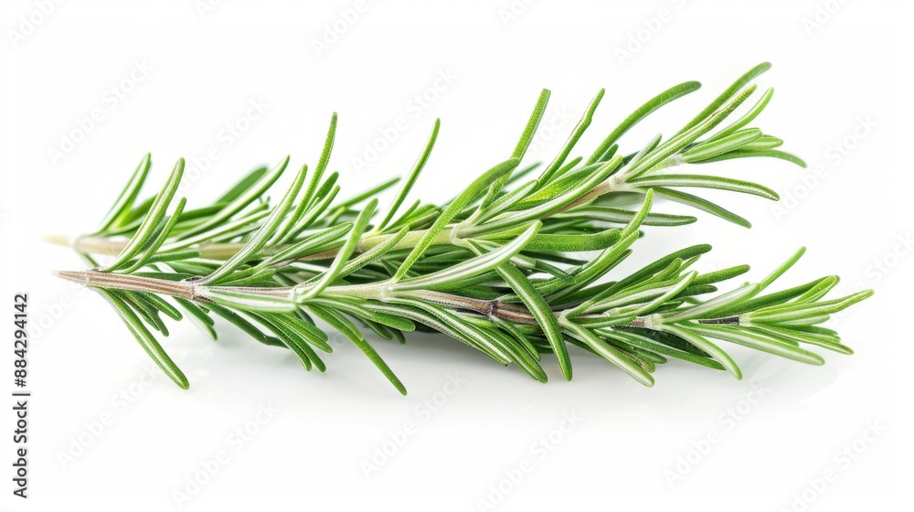 Fresh rosemary isolated on white Fresh rosemary isolated on white