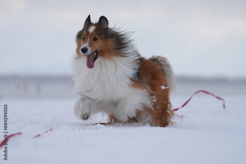 雪上のシェルティ