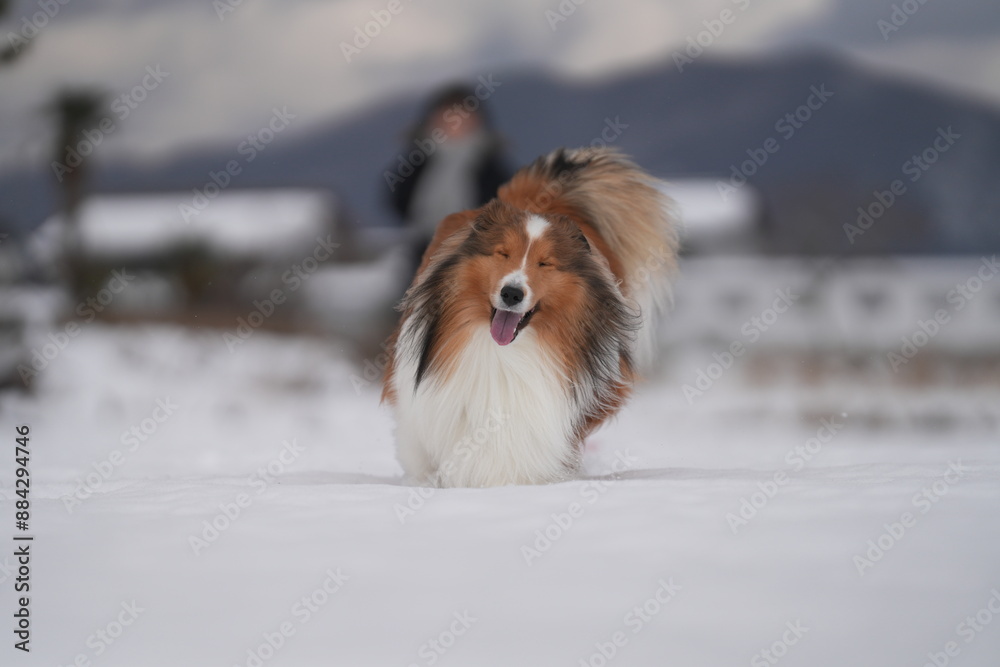 雪上のシェルティ