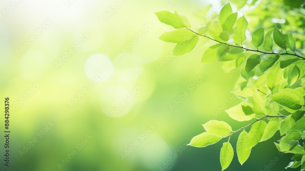 Fresh spring foliage close-up, natural green background with copy space Fresh spring foliage close-up, natural green background with copy space