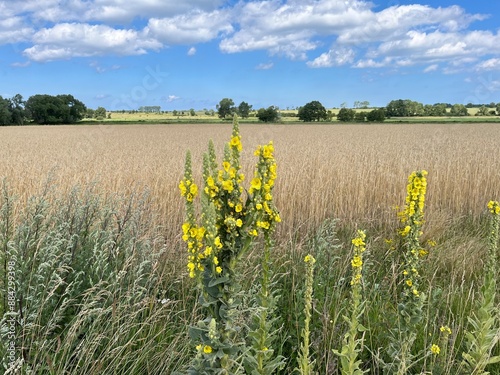  a summer field near Bad Doberan, close to Rostock in Mecklenburg-Vorpommern, with tall mullein plants standing out against the golden grain under a bright blue sky photo