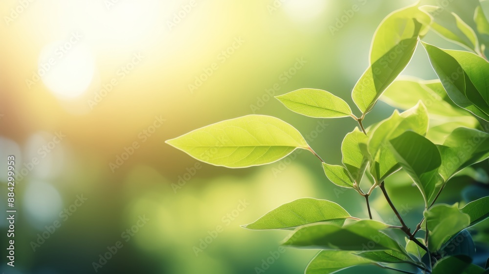 Green leaves with sunlight peeking through, serene and fresh spring background Green leaves with sunlight peeking through, serene and fresh spring background