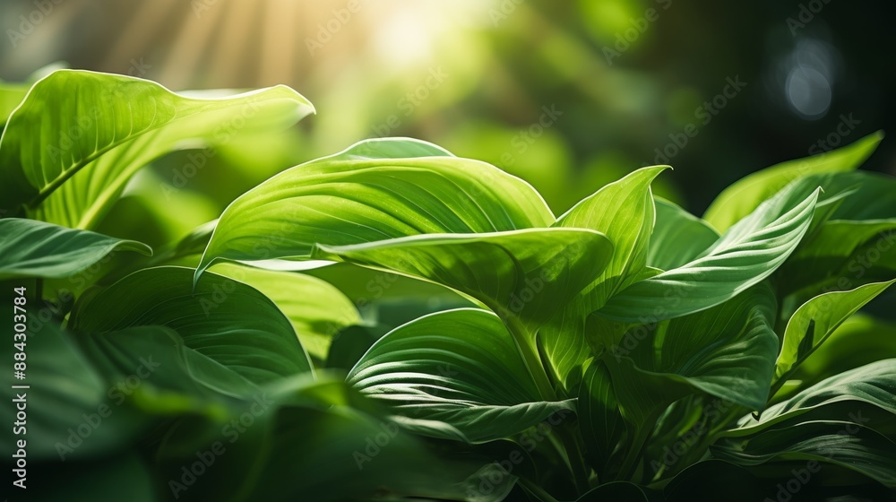 Obraz premium Lush green leaves on a vibrant plant with soft sunlight filtering through