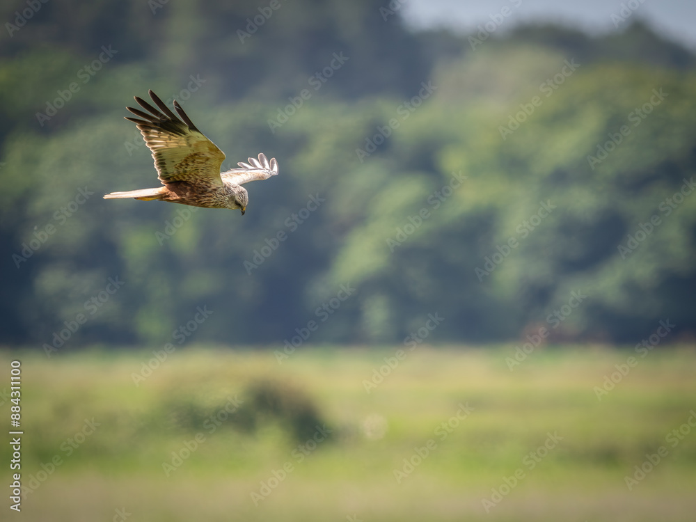 Male UK Marsh Harrier hunting over grassland Male UK Marsh Harrier hunting over grassland