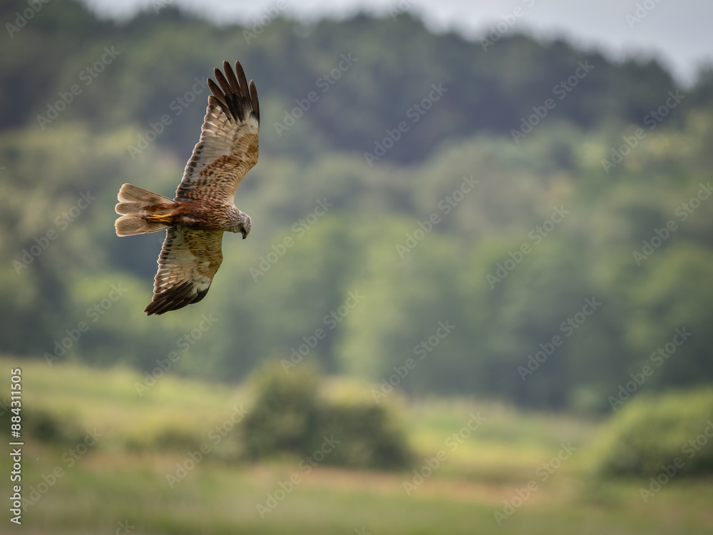 Fototapeta premium Male UK Marsh Harrier hunting over grassland