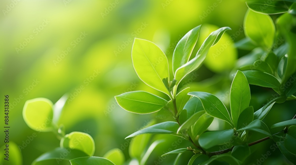 Close-up of fresh green foliage with natural lighting, suitable for ecological themes Close-up of fresh green foliage with natural lighting, suitable for ecological themes
