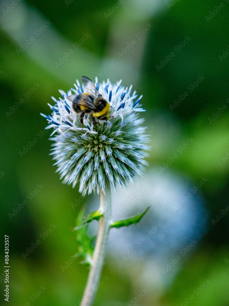 Hummel sammelt Nektar auf Silberdisteln Hummel sammelt Nektar auf Silberdisteln