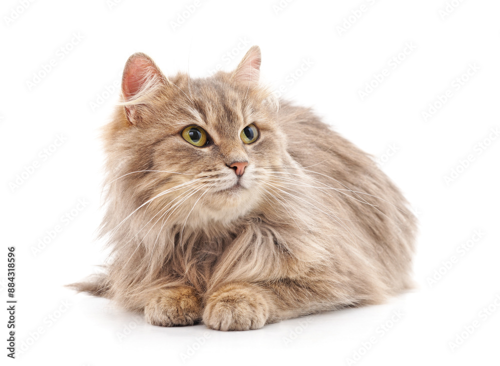 Obraz premium Gray beautiful cat.