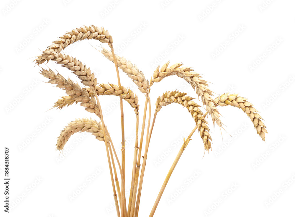 Spikes of wheat.