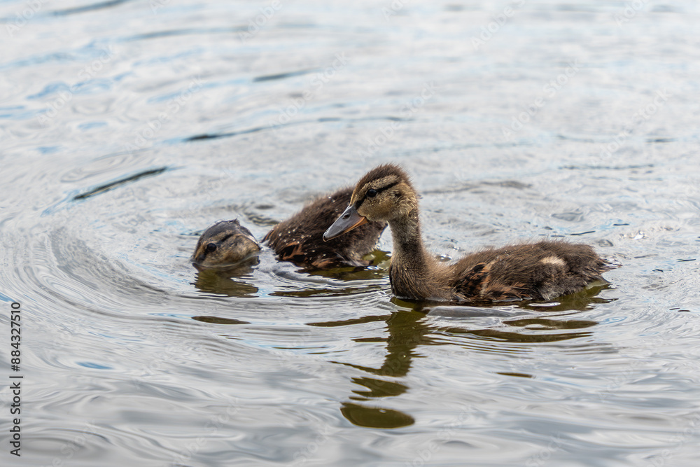 Two ducklings swimming in a pond. The water is calm and the ducks are enjoying their time Two ducklings swimming in a pond. The water is calm and the ducks are enjoying their time