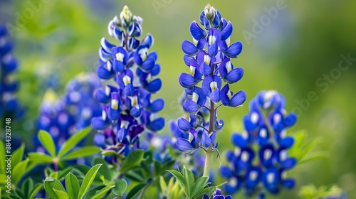 A captivating field filled with blooming Texas bluebonnets accompanied by lush green foliage, capturing the essence of spring and the beauty of nature.