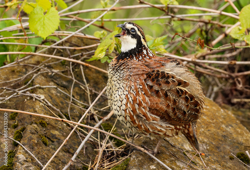 A Bobwhite Calling his Name