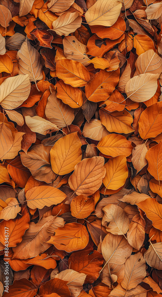 Background group autumn orange leaves.