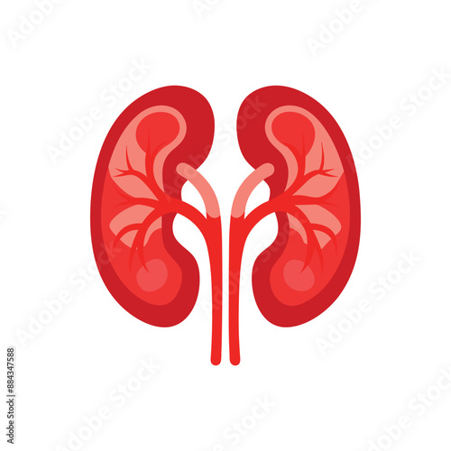 Kidney icon vector. Human kidney vector icon.