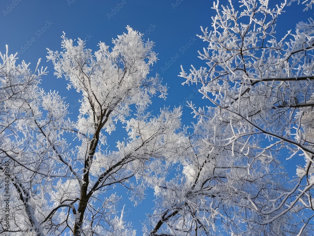Frozen tree branches covered in a thick layer of frost reach up towards a brilliant blue sky Frozen tree branches covered in a thick layer of frost reach up towards a brilliant blue sky