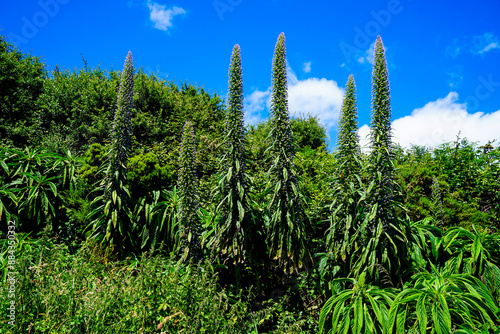 Echium pininana in Ireland not far from Graystones photo