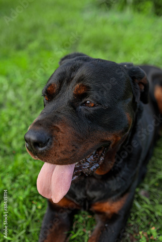 rottweiler in the green grass © Alina