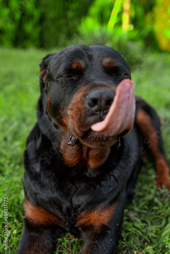 rottweiler in the green grass