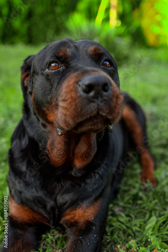 rottweiler in the green grass