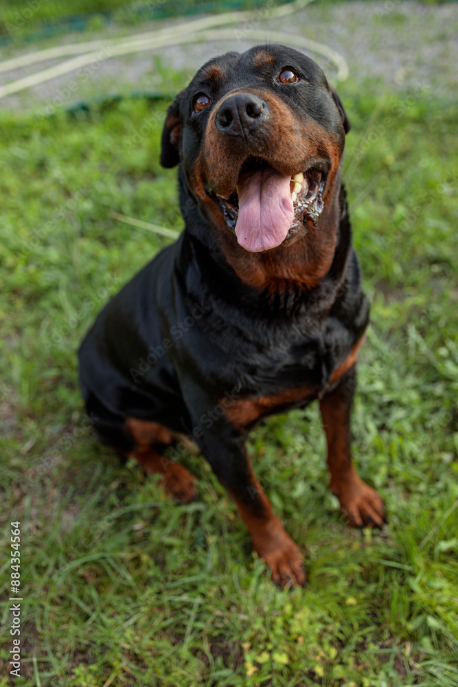 rottweiler in the green grass rottweiler in the green grass