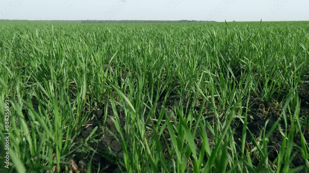 Young green ears are slowly swaying in wind. Grains growing leaves industry farm lands. Young green ears are slowly swaying in wind. Grains growing leaves industry farm lands.