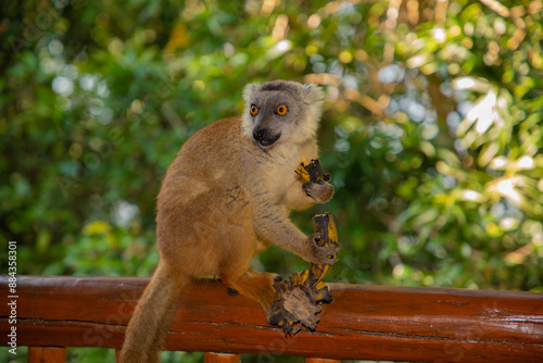 Red lemur (Eulemur Coronatus), endemic animal photo