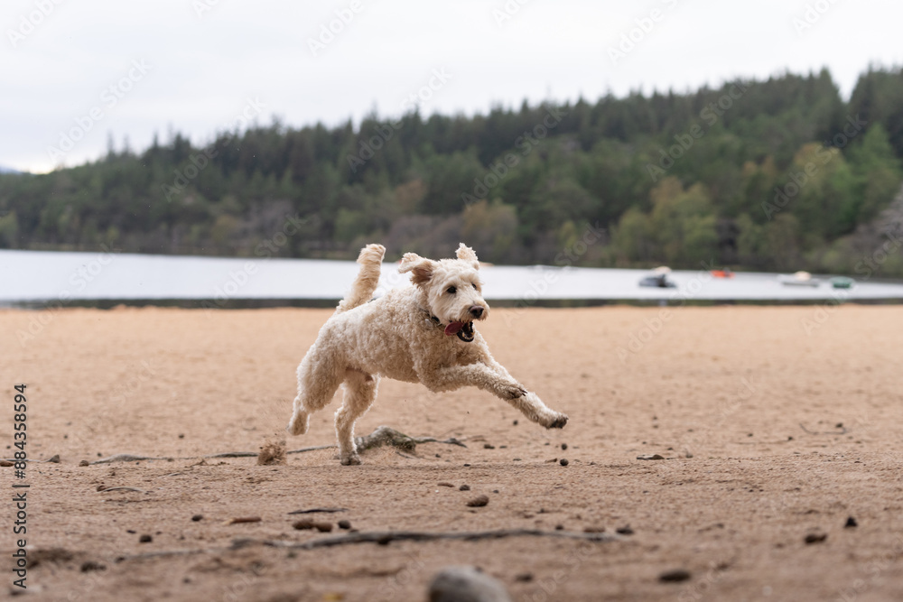 Light colored Labradoodle running on the beach Light colored Labradoodle running on the beach