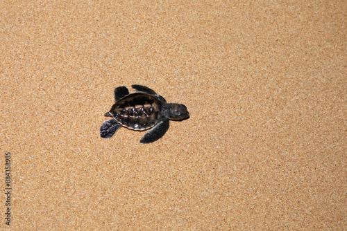 baby sea turtle goes to the water, towards ocean