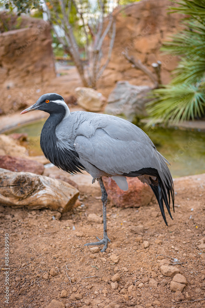 Obraz premium A grey heron poses on rocky ground, displaying its striking plumage and poised stance. The natural surroundings and serene environment highlight the bird majestic presence.