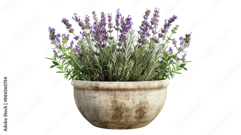 Clipart hand-drawn sticker style,  Lavender,  rosemary,  and thyme in a rustic ceramic pot, Isolated on a pure white background